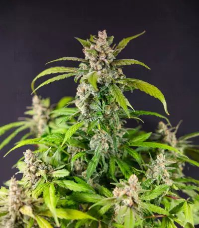 Bay Burger Early Version feminisierte Samen (Delicious Seeds)