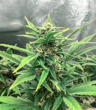 Big Bomb Auto (Bomb Seeds) Cannabis-Samen