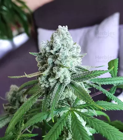 Blackwater feminisierte Samen (Original Sensible Seeds)