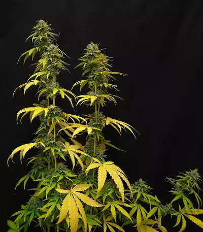CBG-Force (Dutch Passion)