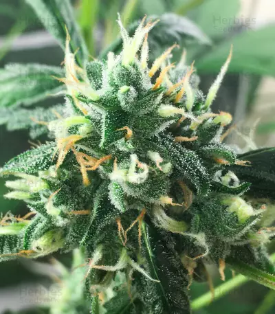 Critical Diesel Auto (Original Sensible Seeds)