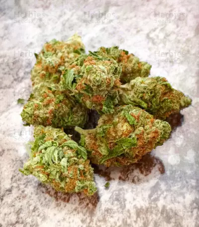 Ghost Train Haze feminisierte Samen (Seedkeepers)