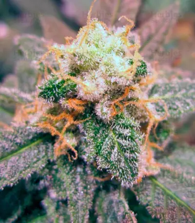 Jack 47 (Sweet Seeds) Cannabis-Samen