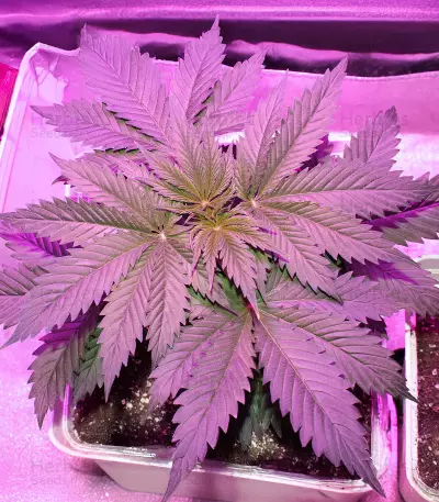 Kukulkán (Pyramid Seeds) Cannabis-Samen