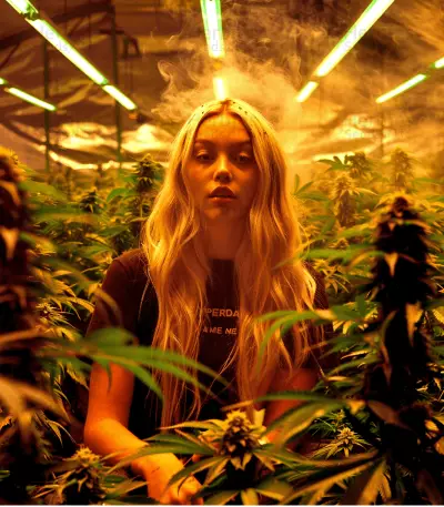Northern Lights Autoflower feminisierte Samen (Seedstockers)