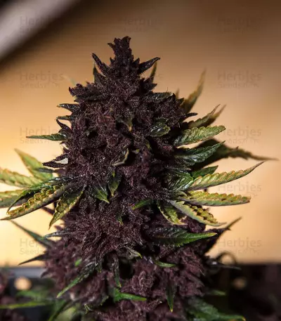 Purple Bud (White Label) Cannabis-Samen