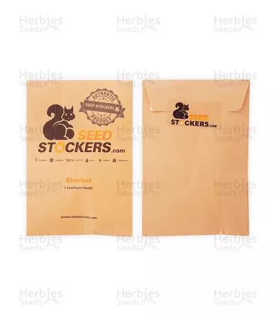 Sherbet Autoflower (Seedstockers) Cannabis-Samen