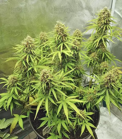 Skywalker Haze feminisierte Samen (Dutch Passion)