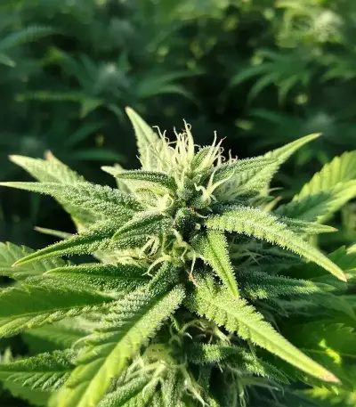 Afghan Skunk (Expert Seeds) Cannabis-Samen