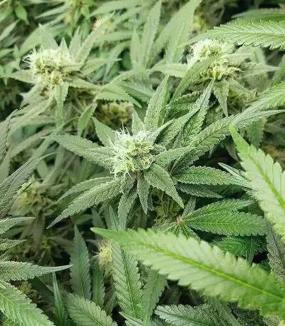 Banana Diesel (Holy Smoke Seeds) Cannabis-Samen