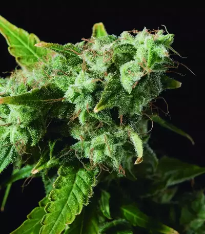 Blue Dream (BlimBurn Seeds) Cannabis-Samen