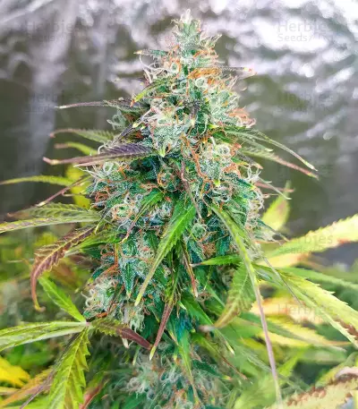 GG#4 Original Glue Auto feminisierte Samen (Fast Buds)