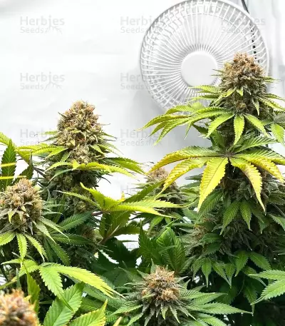 Ghost Train Power feminisierte Samen (Original Sensible Seeds)