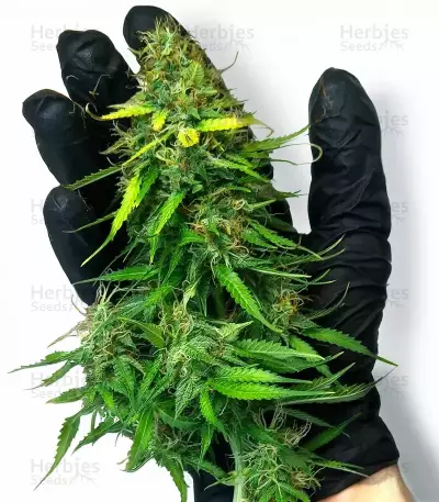 Humboldt Sour Diesel Autoflower feminisierte Samen (Humboldt Seed Company)