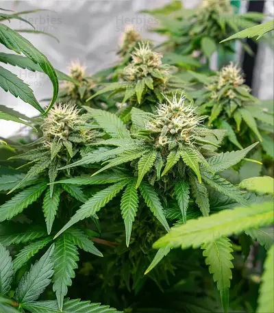 Leda Uno (K.C. Brains Seeds) Cannabis-Samen