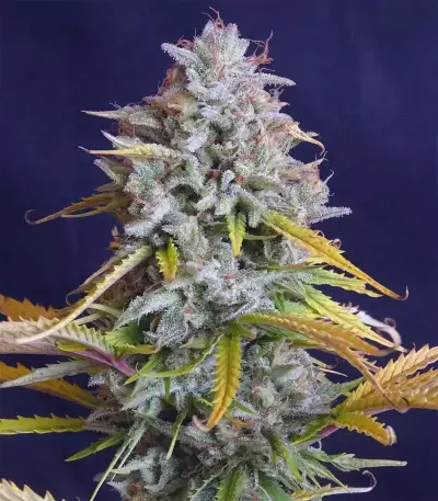 Lemon Pie Auto feminisierte Samen (Fast Buds)