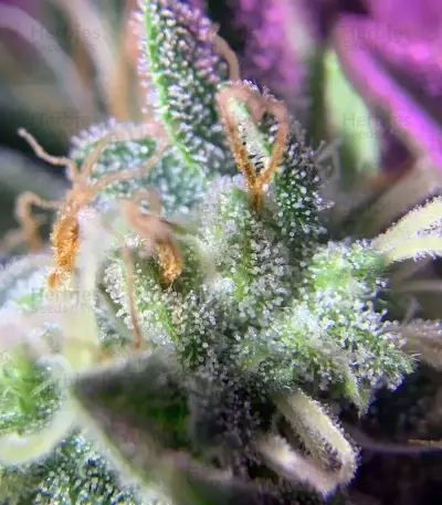 Monkey GG#4 Original Glue (Growers Choice) Cannabis-Samen