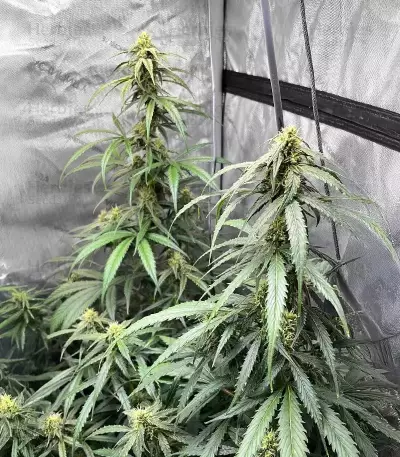 Pineapple Runtz Auto feminisierte Samen (Ethos Genetics)