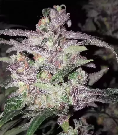 Purps #1 (Dinafem Seeds) Cannabis-Samen