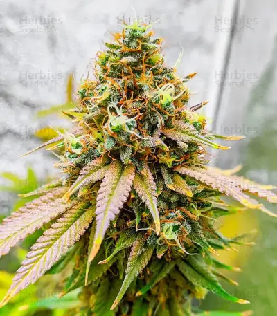 Section 781 Fast Flowering (Blimburn x Herbies)