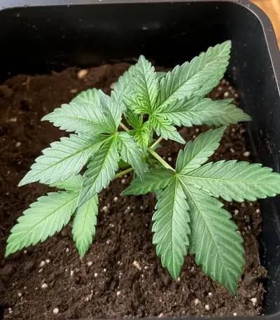Solomatic Auto CBD (RQS) Cannabis-Samen