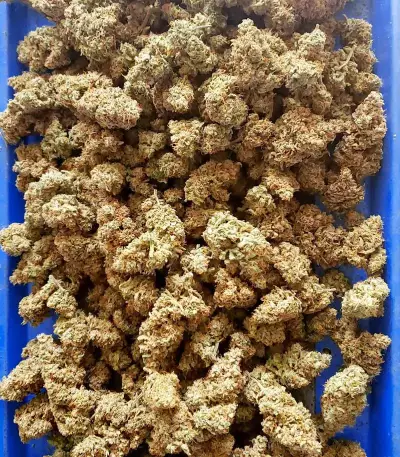 Strawberry Banana Auto feminisierte Samen (Fast Buds)