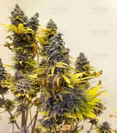 White Widow (RQS) Cannabis-Samen