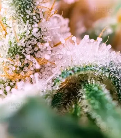 Widow 2004 regular (De Sjamaan Seeds) Cannabis-Samen
