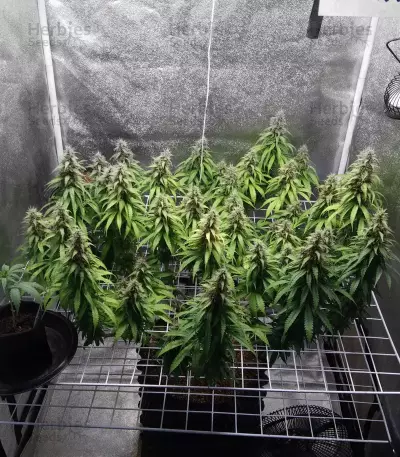 XXL Fem Mix feminisiertes Saatgut (Seedstockers)