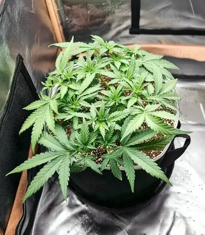 Zoap feminisierte Samen (Barney's Farm)