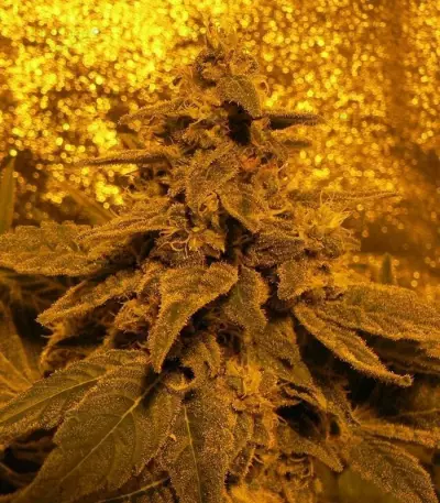White Widow (GHS) Cannabis-Samen
