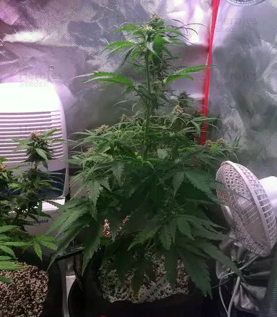 Auto Monster Mass (Critical Mass Collective Seeds) Cannabis-Samen