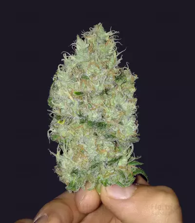 Cheese (Big Buddha Seeds) Cannabis-Samen