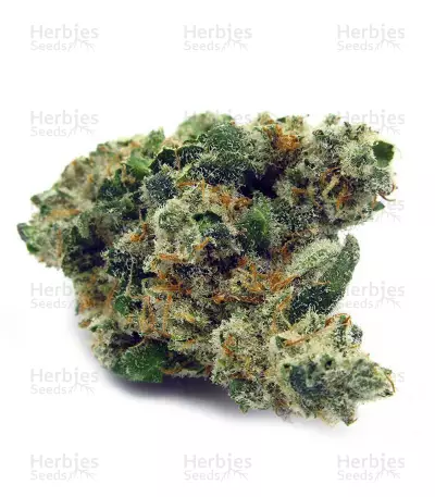 Black Gum (Original Sensible Seeds) Cannabis-Samen