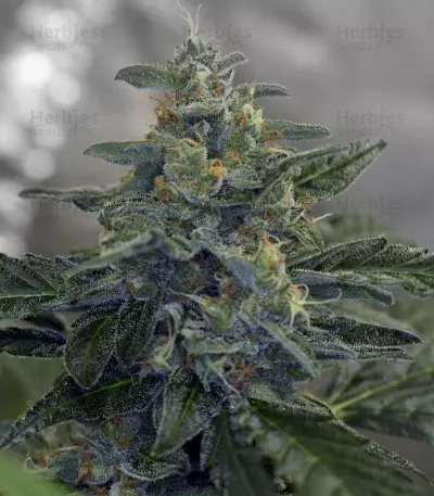 Bruce Banner #3 Auto strain