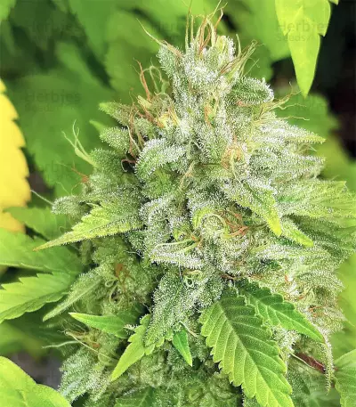 Buzz Light Gear (Dr. Krippling Seeds) Cannabis-Samen