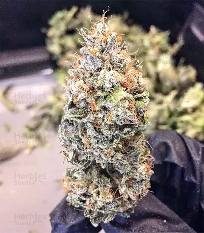 Chem Berry D regular (Dark Horse Genetics) Cannabis-Samen