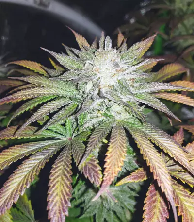 Chemdawg (Humboldt Seeds Organization) Cannabis-Samen