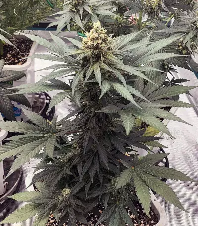 Eleven Roses feminisierte Samen (Delicious Seeds)