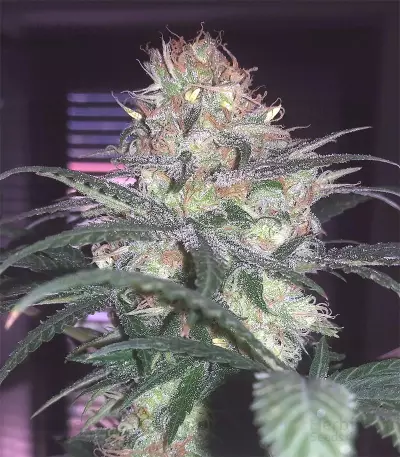 Fat Banana (RQS) Cannabis-Samen