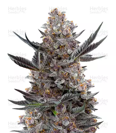 Forbidden Dream (Humboldt Seeds) Cannabis-Samen