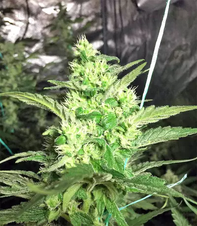 Julies Cookies (Big Head Seeds) Cannabis-Samen