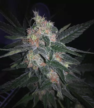 Melon Gum (Dr. Underground) Cannabis-Samen