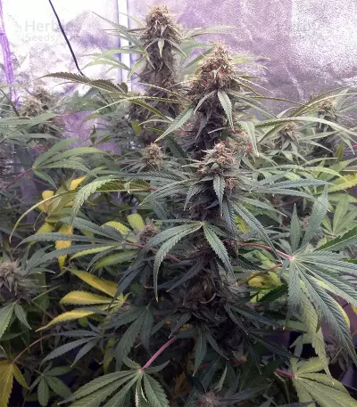 Northern Cheese Haze Auto (Mephisto Genetics) Cannabis-Samen