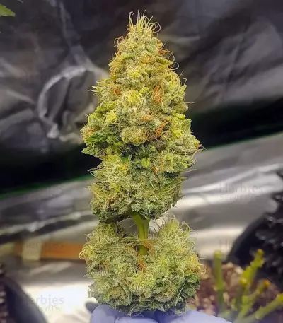 OG 13 (G13 Labs) Cannabis-Samen