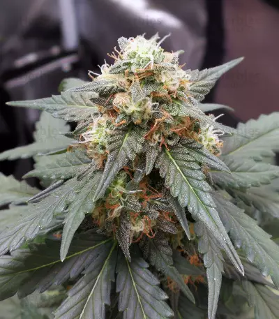 OG Kush Auto (Kera Seeds) Cannabis-Samen