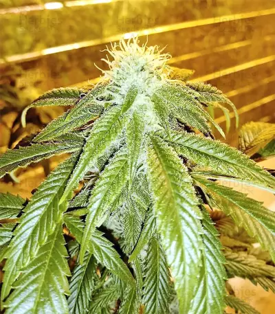 Original Bruce Banner regular (Dark Horse Genetics) Cannabis-Samen