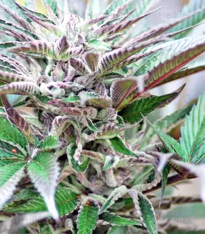 Panama D.C. Regular (CannaBioGen) Cannabis-Samen