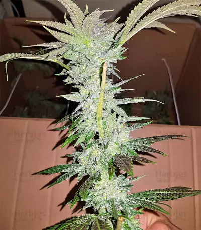 Pineapple (Seedstockers) Cannabis-Samen