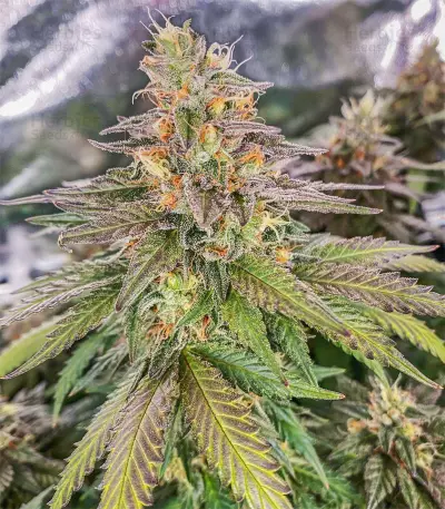 Pure Gelato (Vision Seeds) Cannabis-Samen